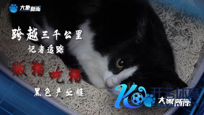 猫肉被整只烧烤售卖，揭开一条偷猫、贩猫、屠猫、吃猫的玄色产业链